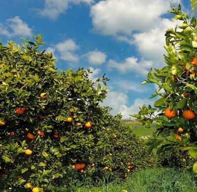 Potare alberi da frutto