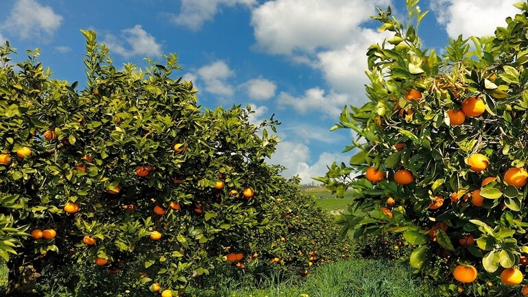 potare alberi da frutto agrumeto