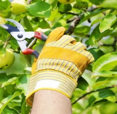 Quando si potano le piante