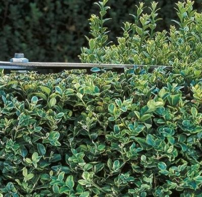 Quando potare la siepe: consigli