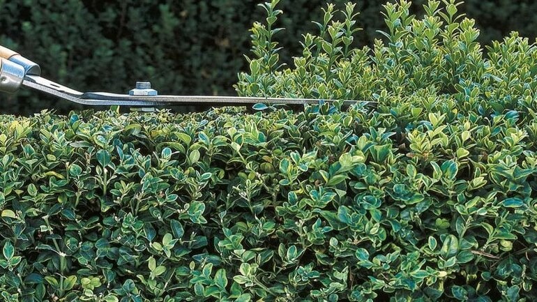 esempio di quando potare la siepe