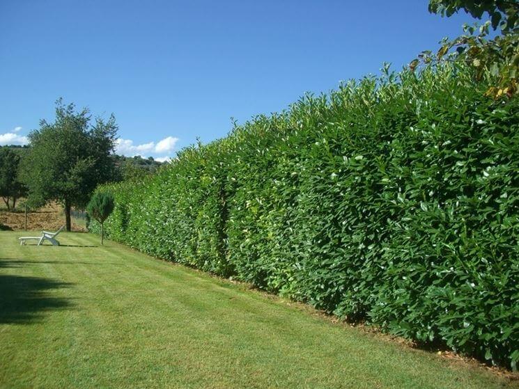 esempio di siepe alloro