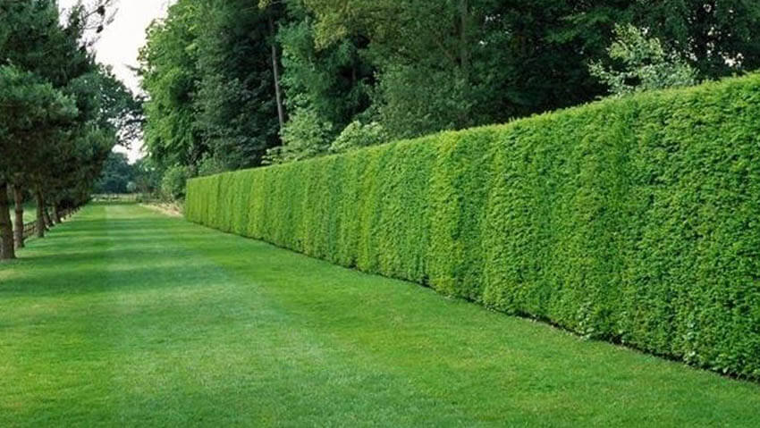 esempio di siepe cipresso
