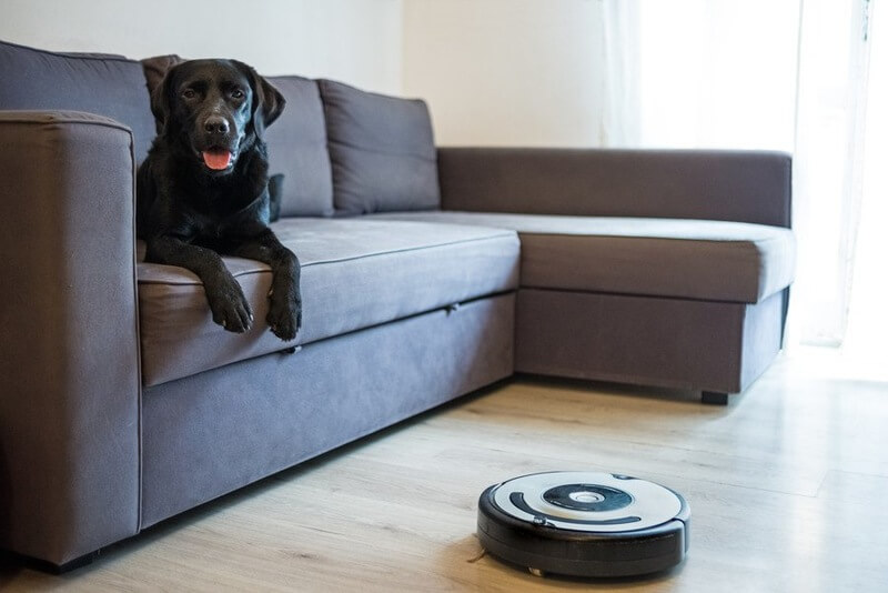 cane su divano mentre robot aspirapolvere pulisce